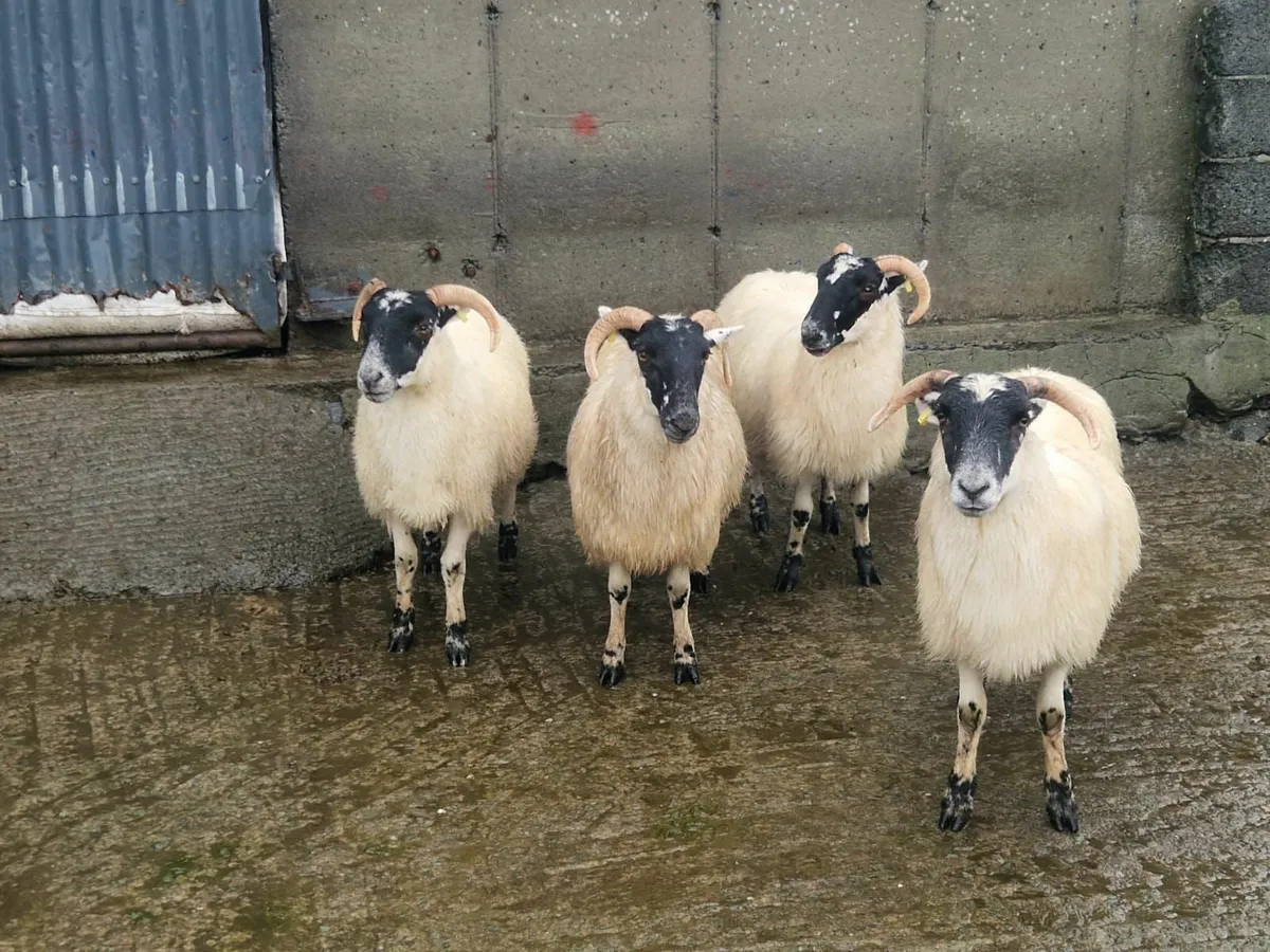 Sheep - Image 4