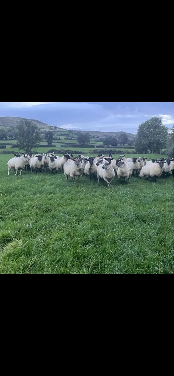 Suffolk ewe lambs - Image 1