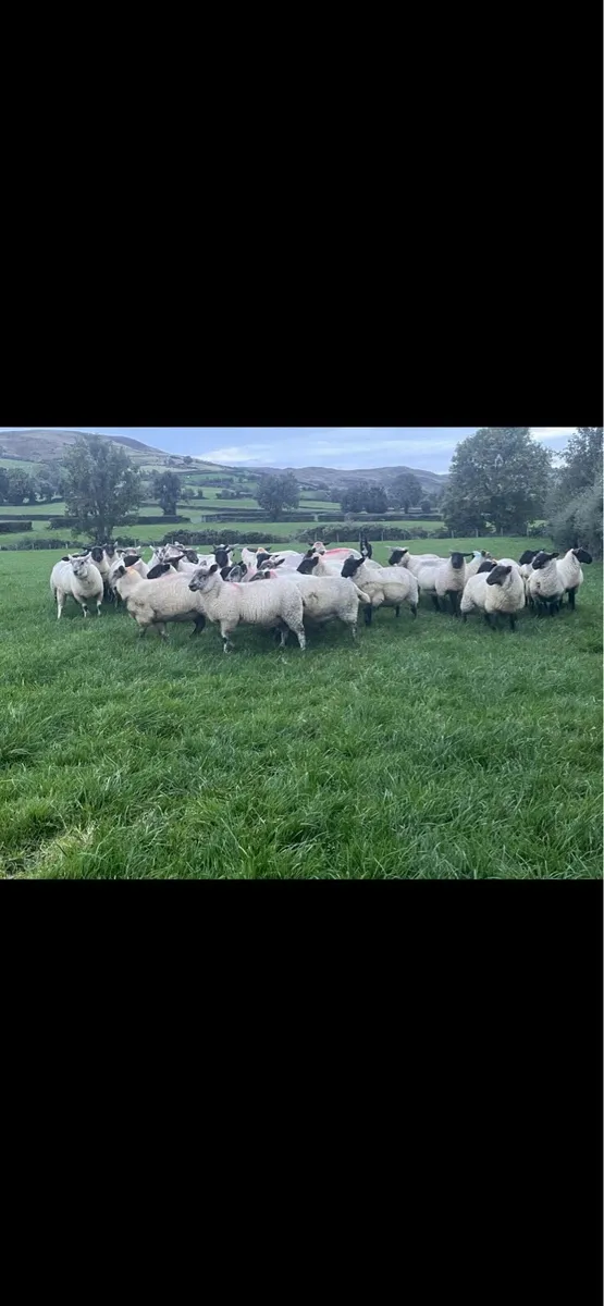 Suffolk ewe lambs - Image 2