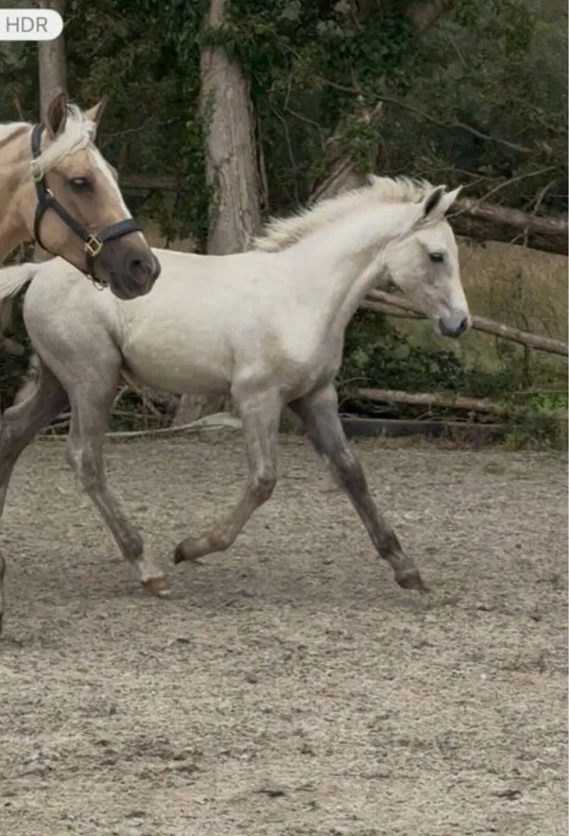 Connemara Colt foal - Image 1