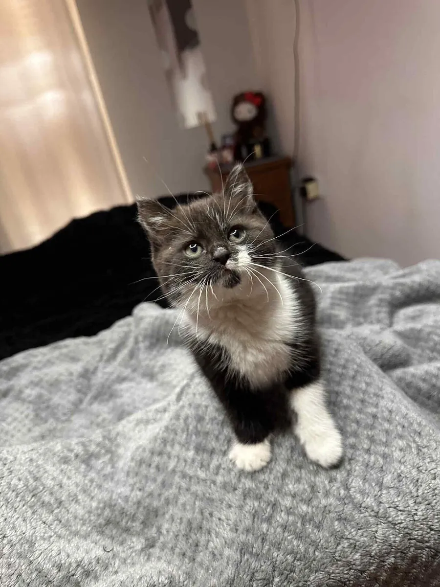 Kitten - Image 1