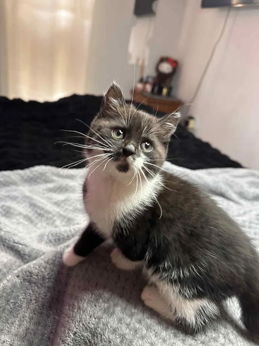 Kitten - Image 2