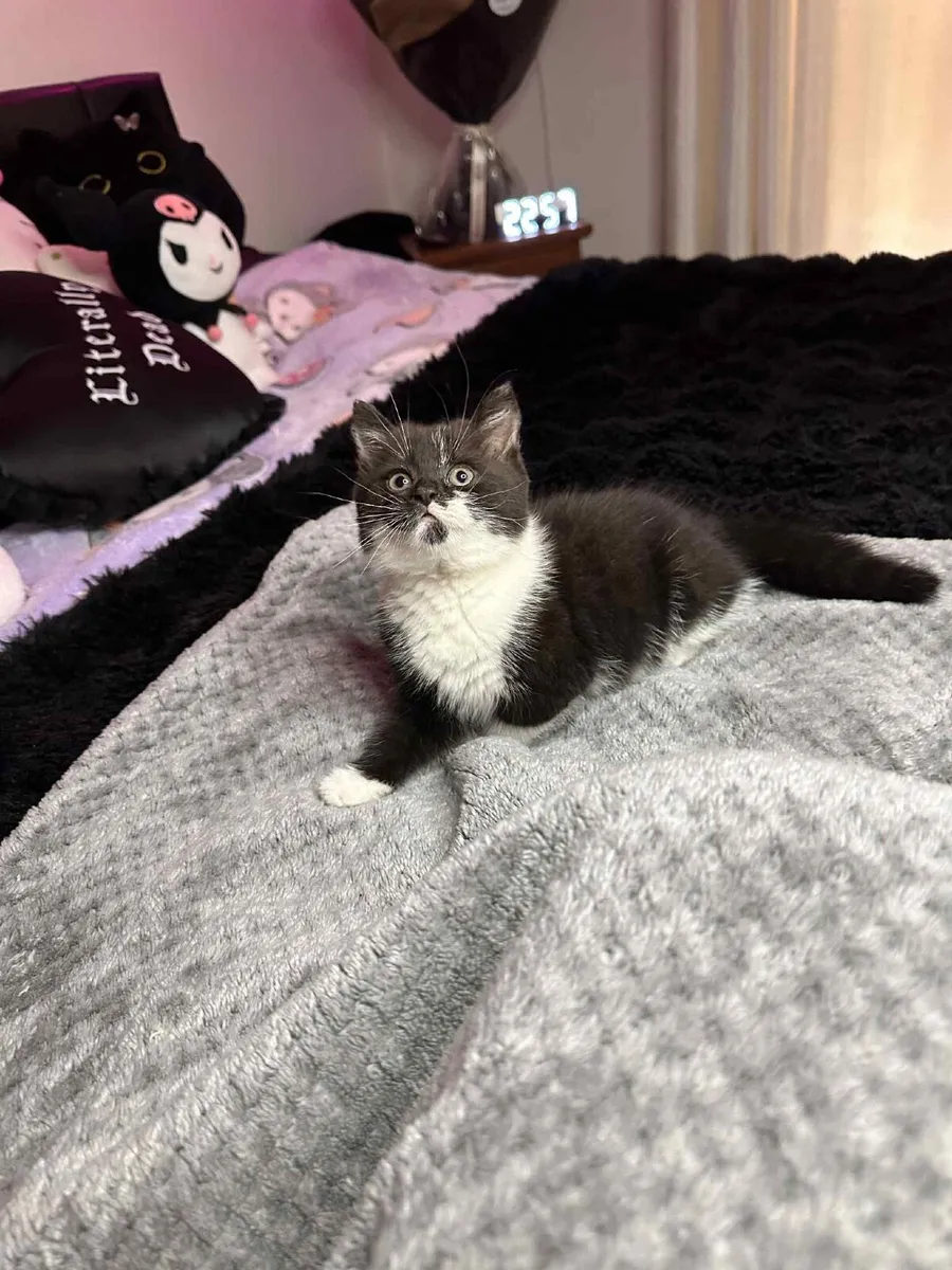 Kitten - Image 3