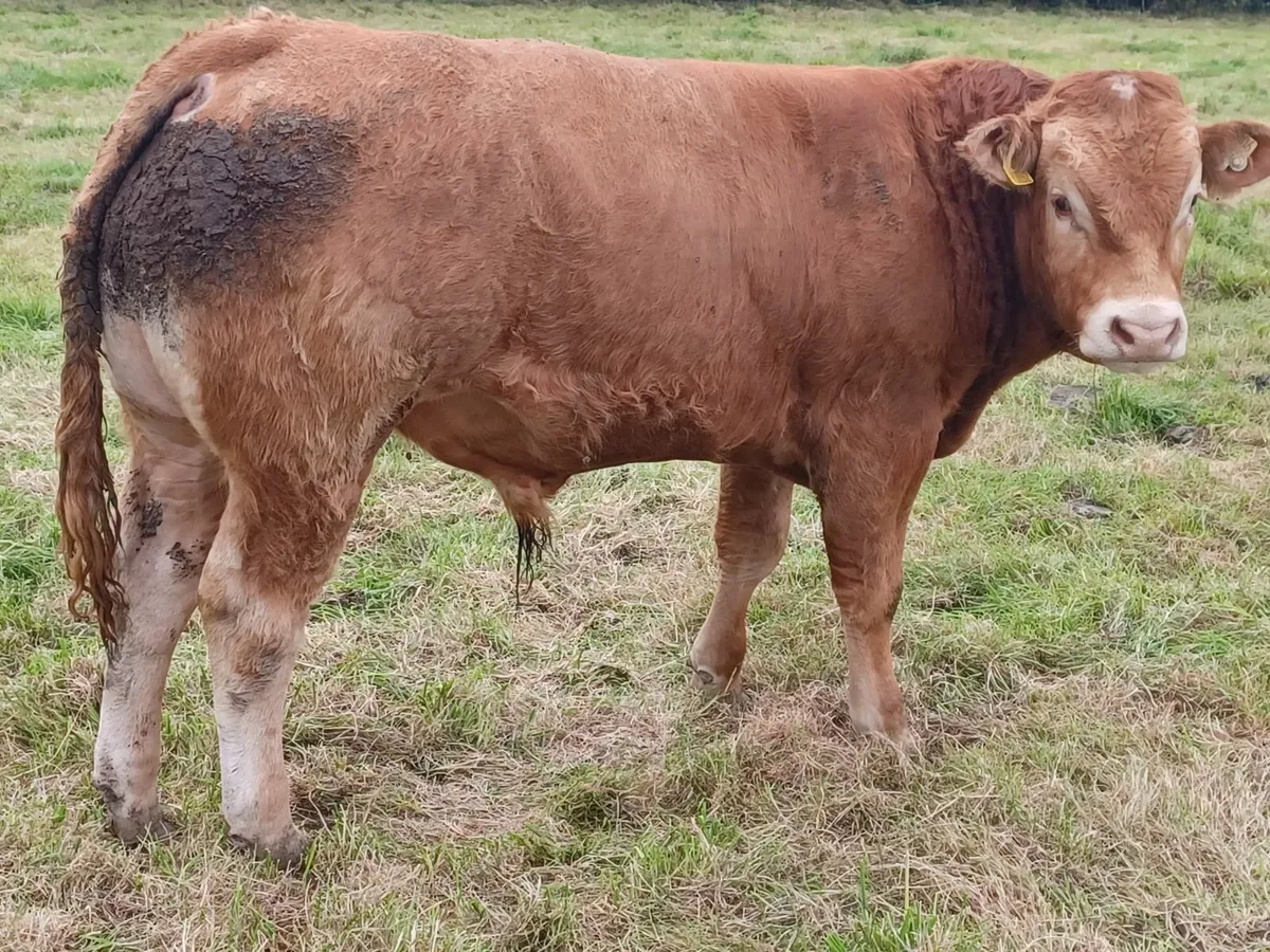 Purebred Registered Limousin Bull - Image 1