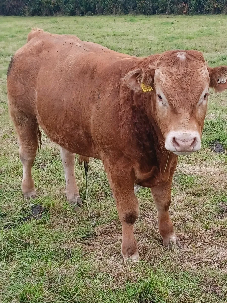 Purebred Registered Limousin Bull - Image 2