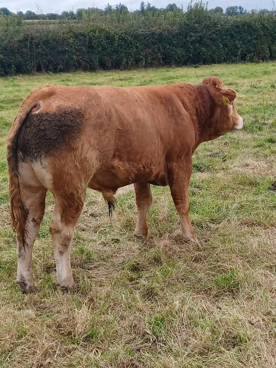 Purebred Registered Limousin Bull - Image 3