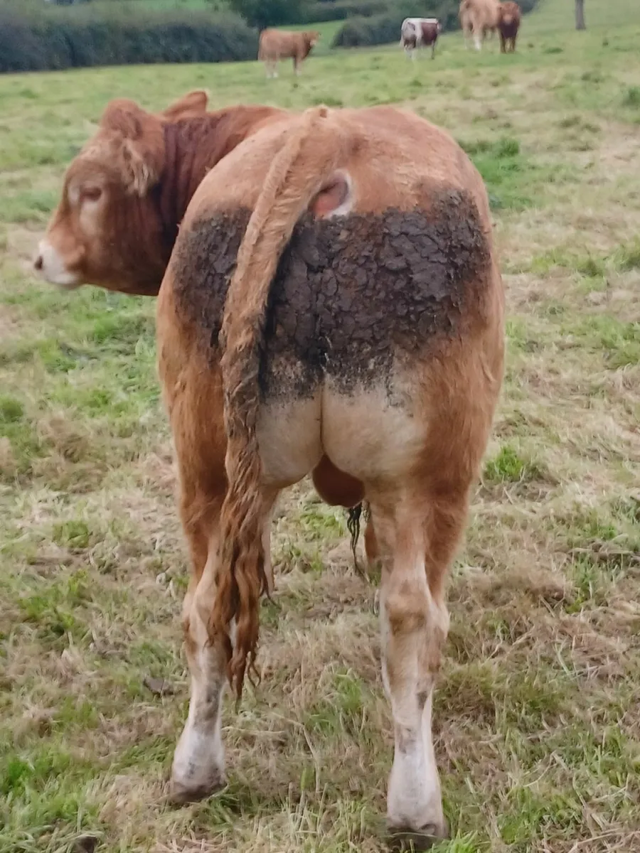 Purebred Registered Limousin Bull - Image 4