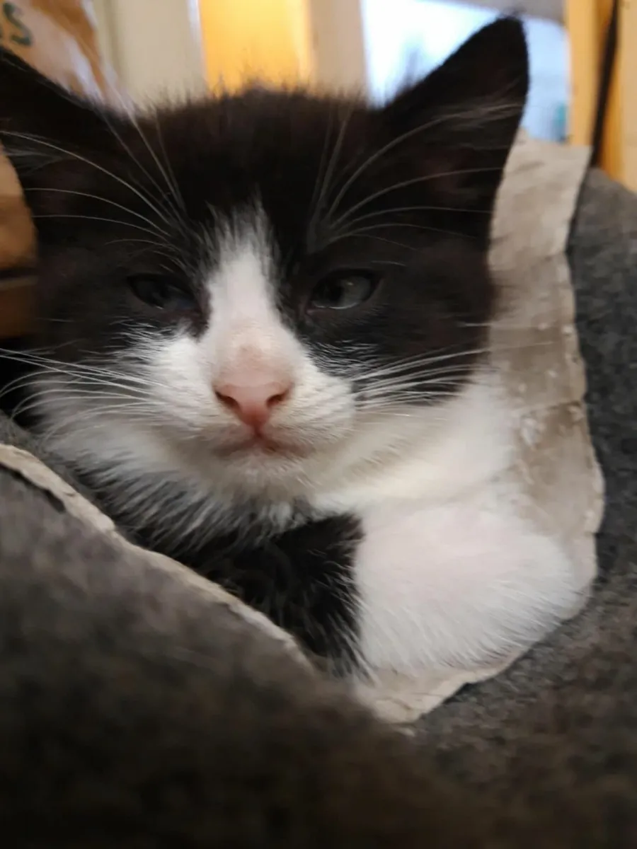 Kitten - Image 1