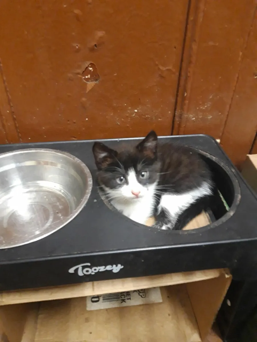 Kitten - Image 2