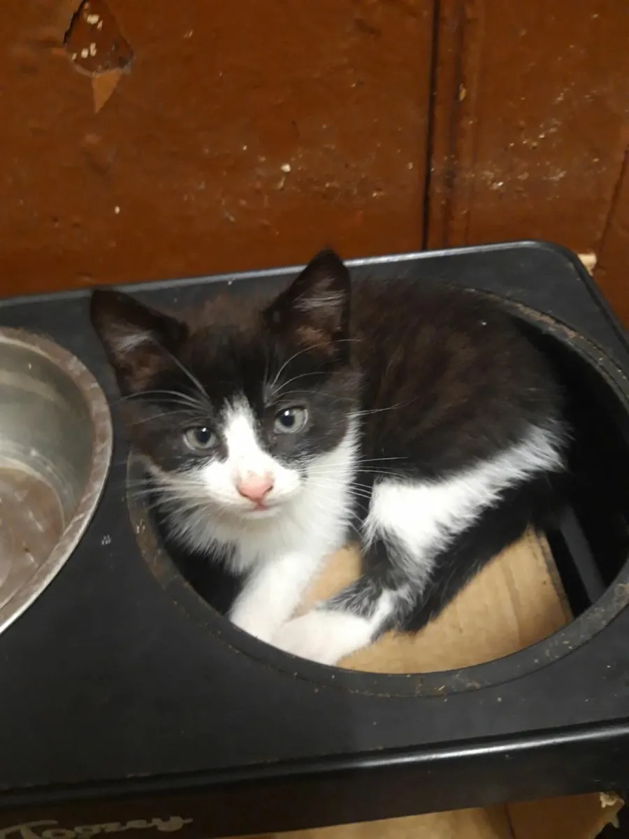 Kitten - Image 3
