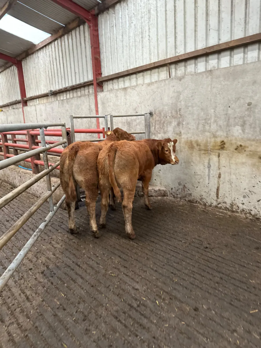 Cow makers - Image 4