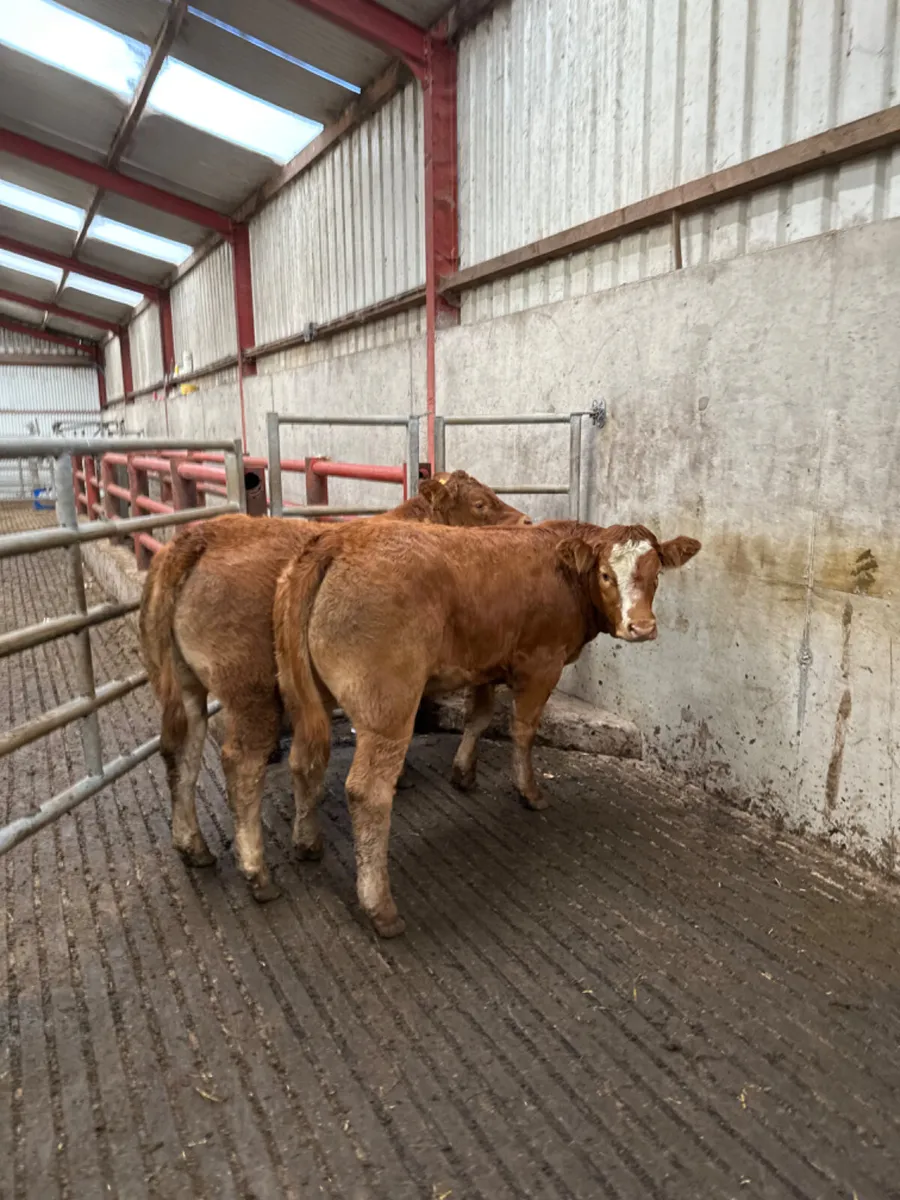 Cow makers - Image 2