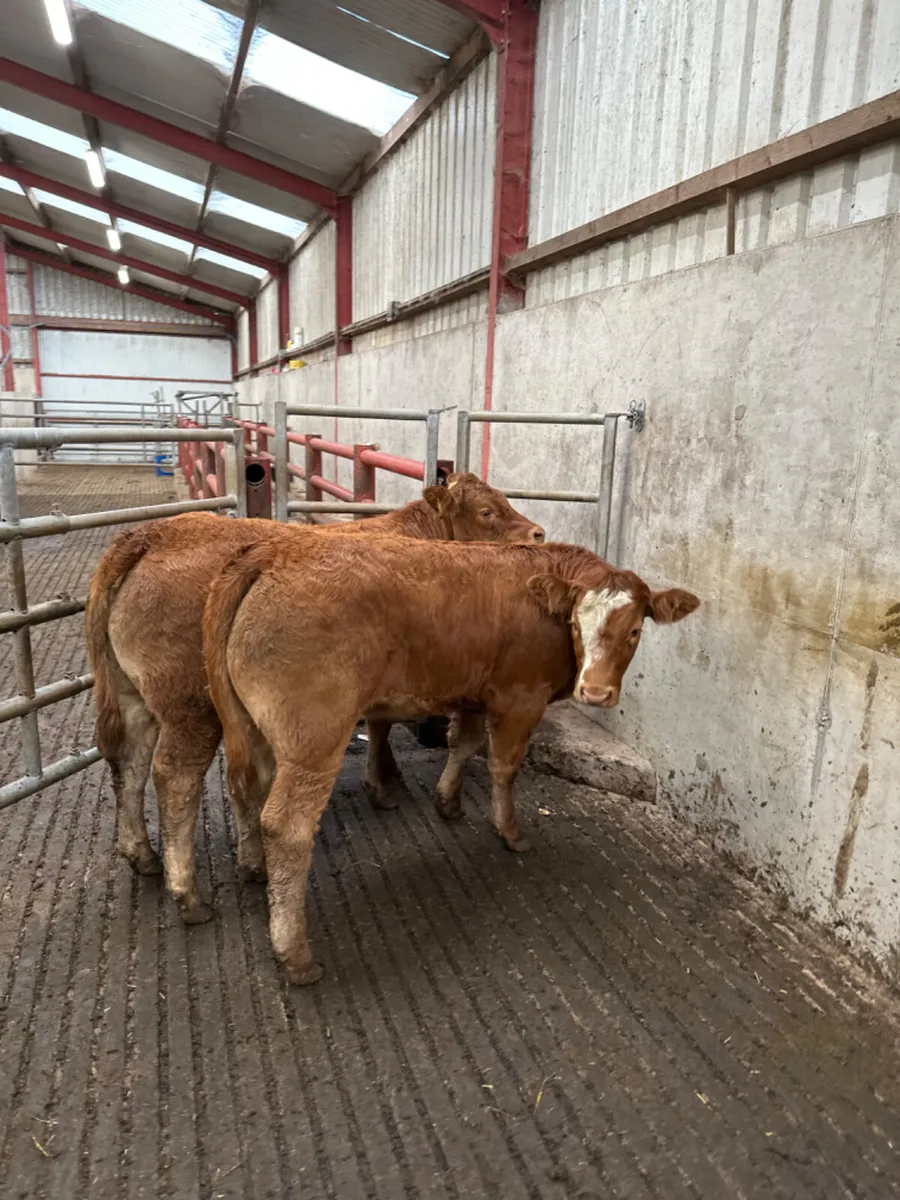 Cow makers - Image 3