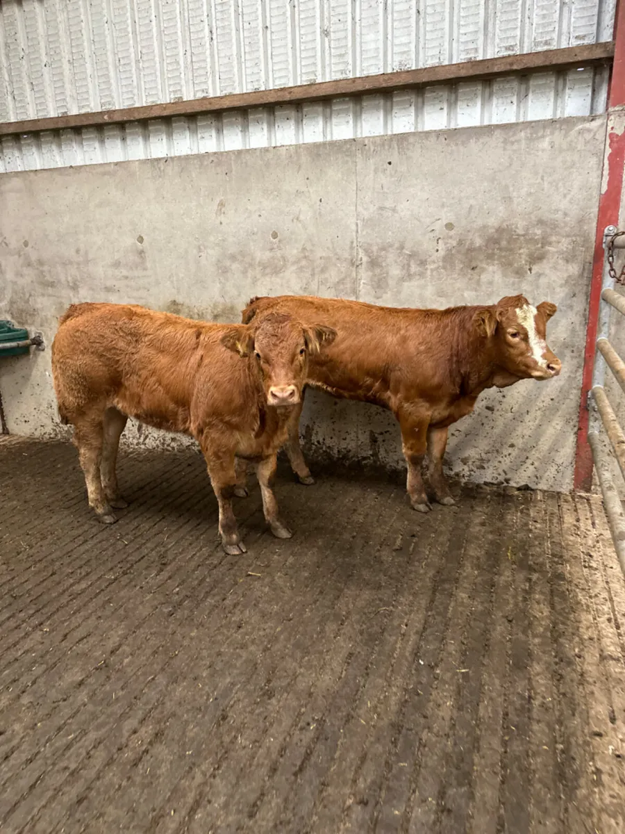 Cow makers - Image 1