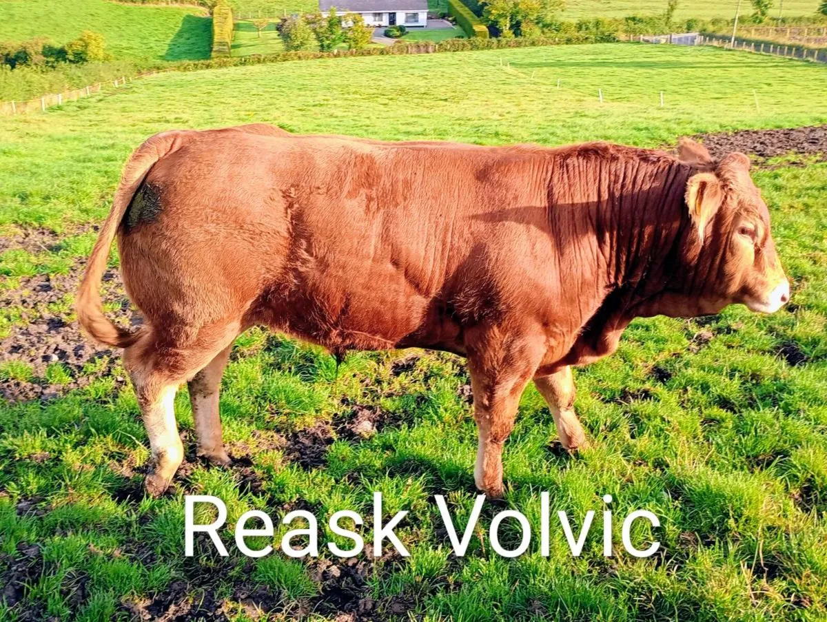 Pedigree Limousin Bulls - Image 4