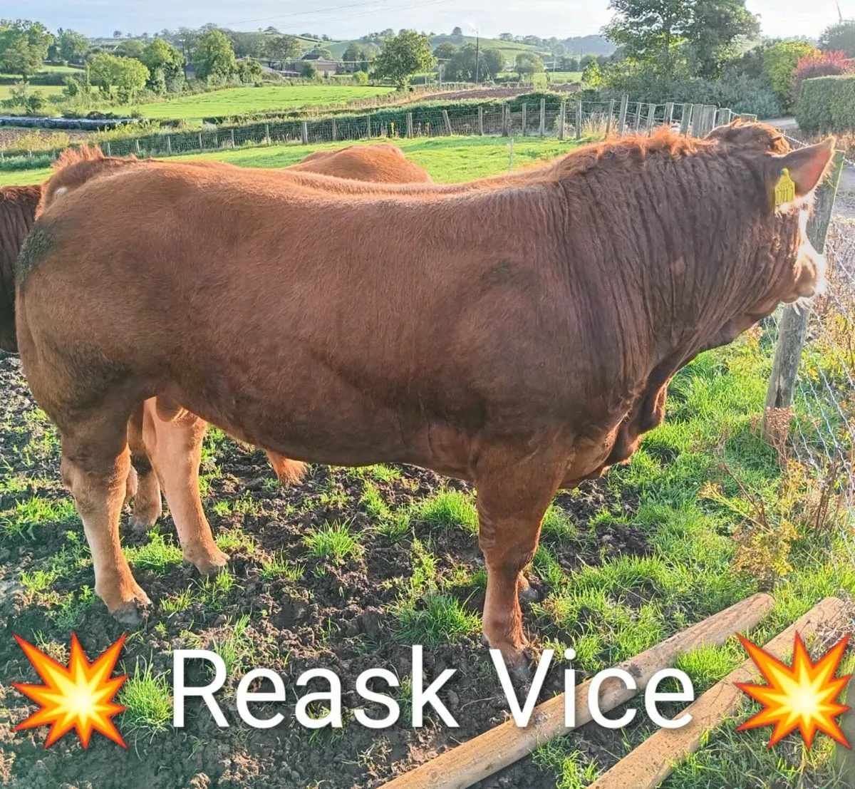 Pedigree Limousin Bulls - Image 1