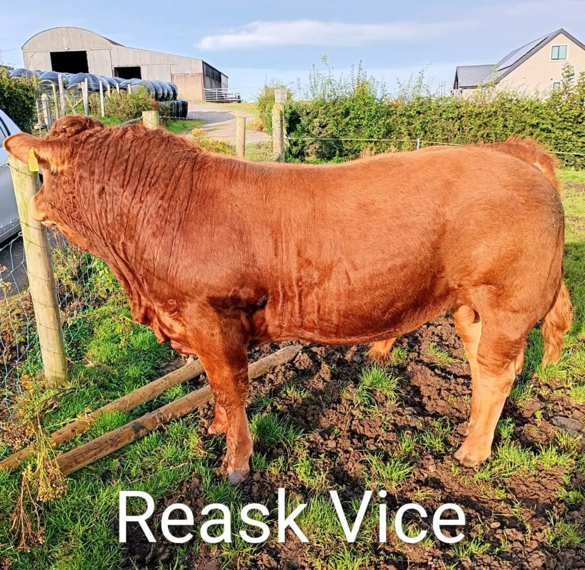 Pedigree Limousin Bulls - Image 2