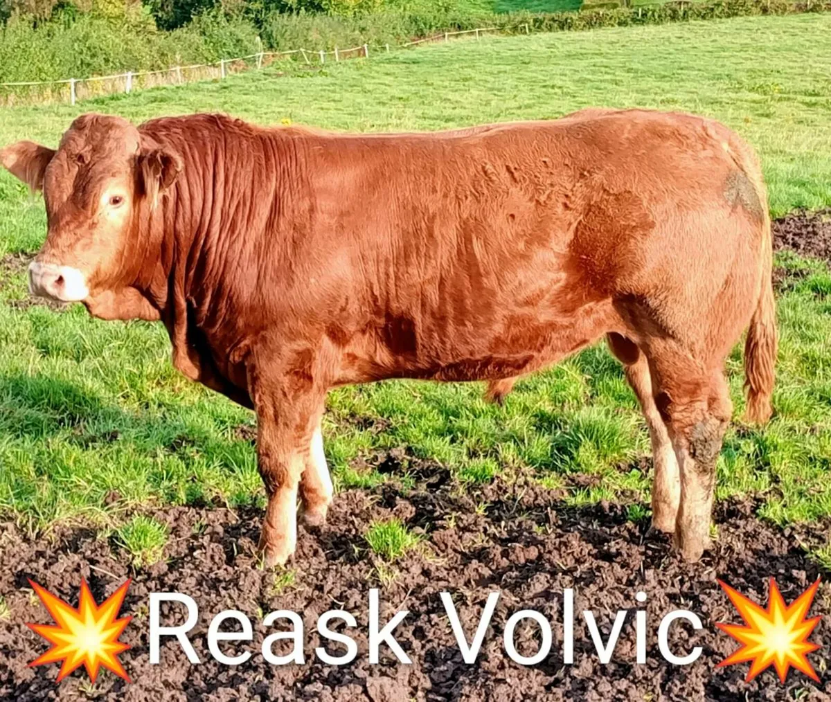 Pedigree Limousin Bulls - Image 3