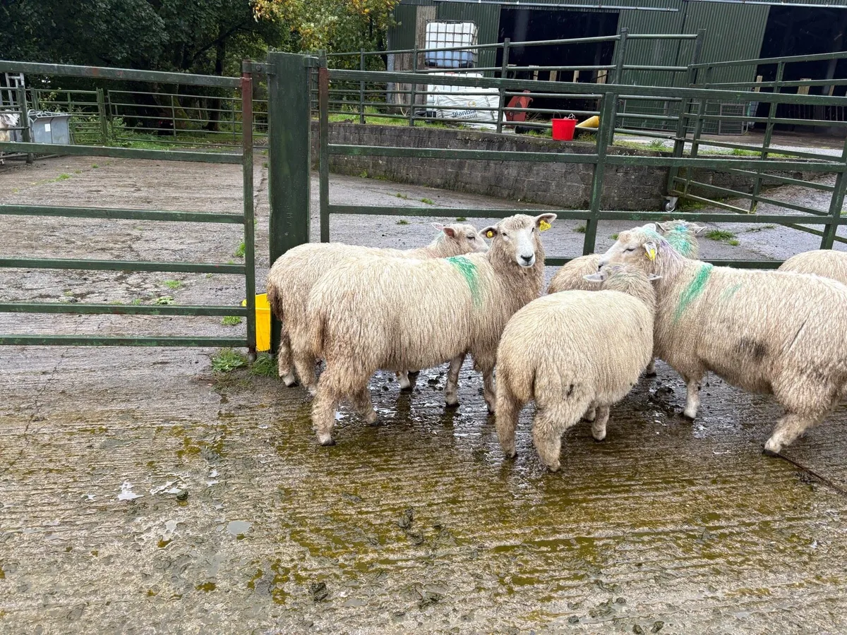 Pedigree Romney Ewe Lambs for Sale - Image 2