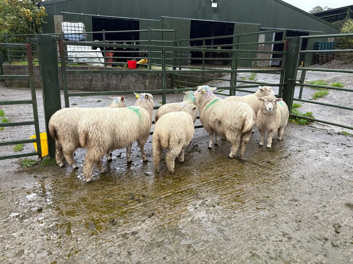 Pedigree Romney Ewe Lambs for Sale - Image 3