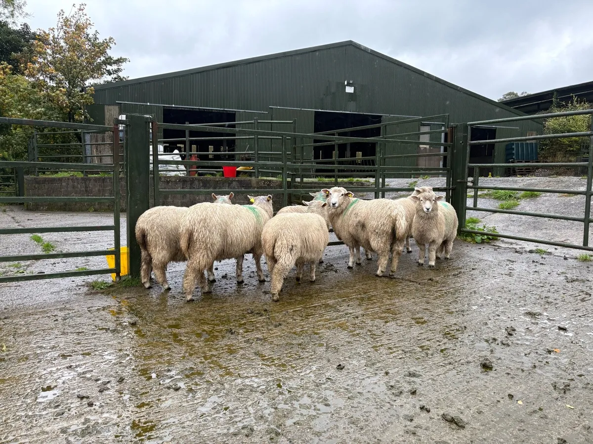 Pedigree Romney Ewe Lambs for Sale - Image 4