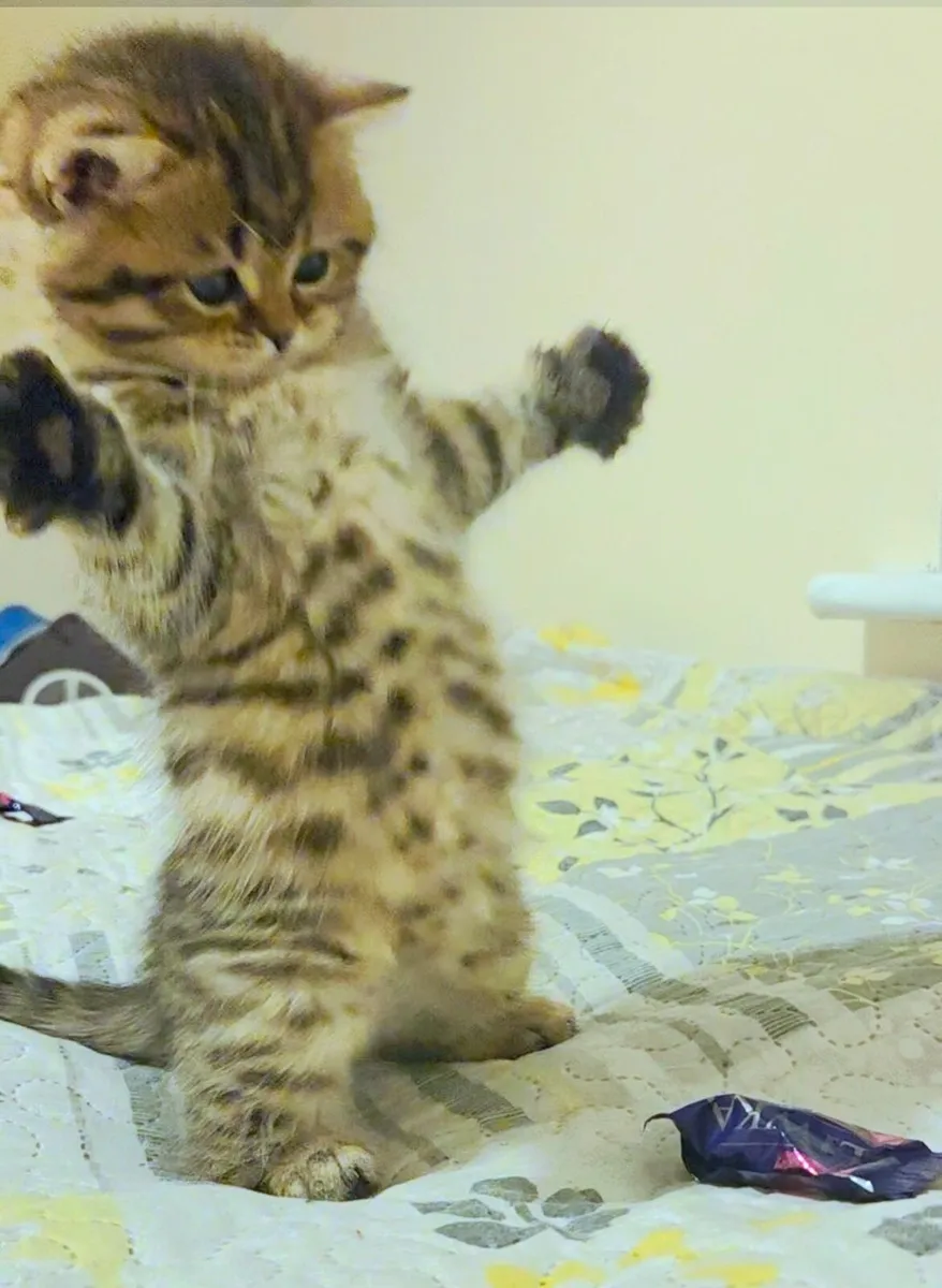 Golden British kittens. - Image 1