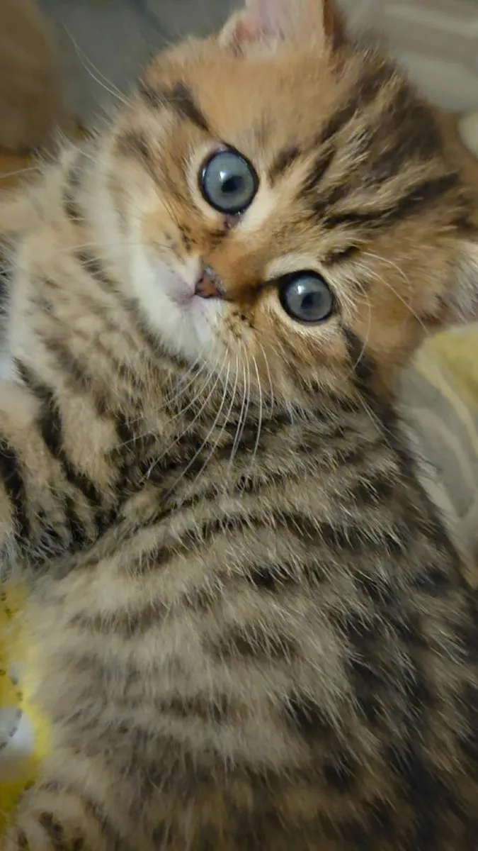 Golden British kittens. - Image 2