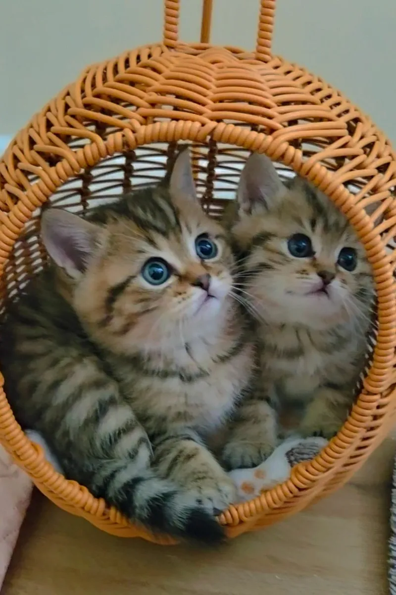 Golden British kittens. - Image 3