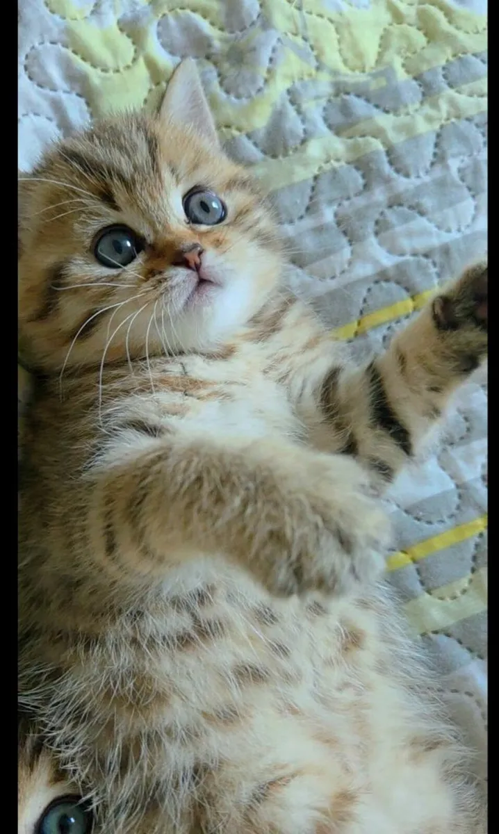 Golden British kittens. - Image 4