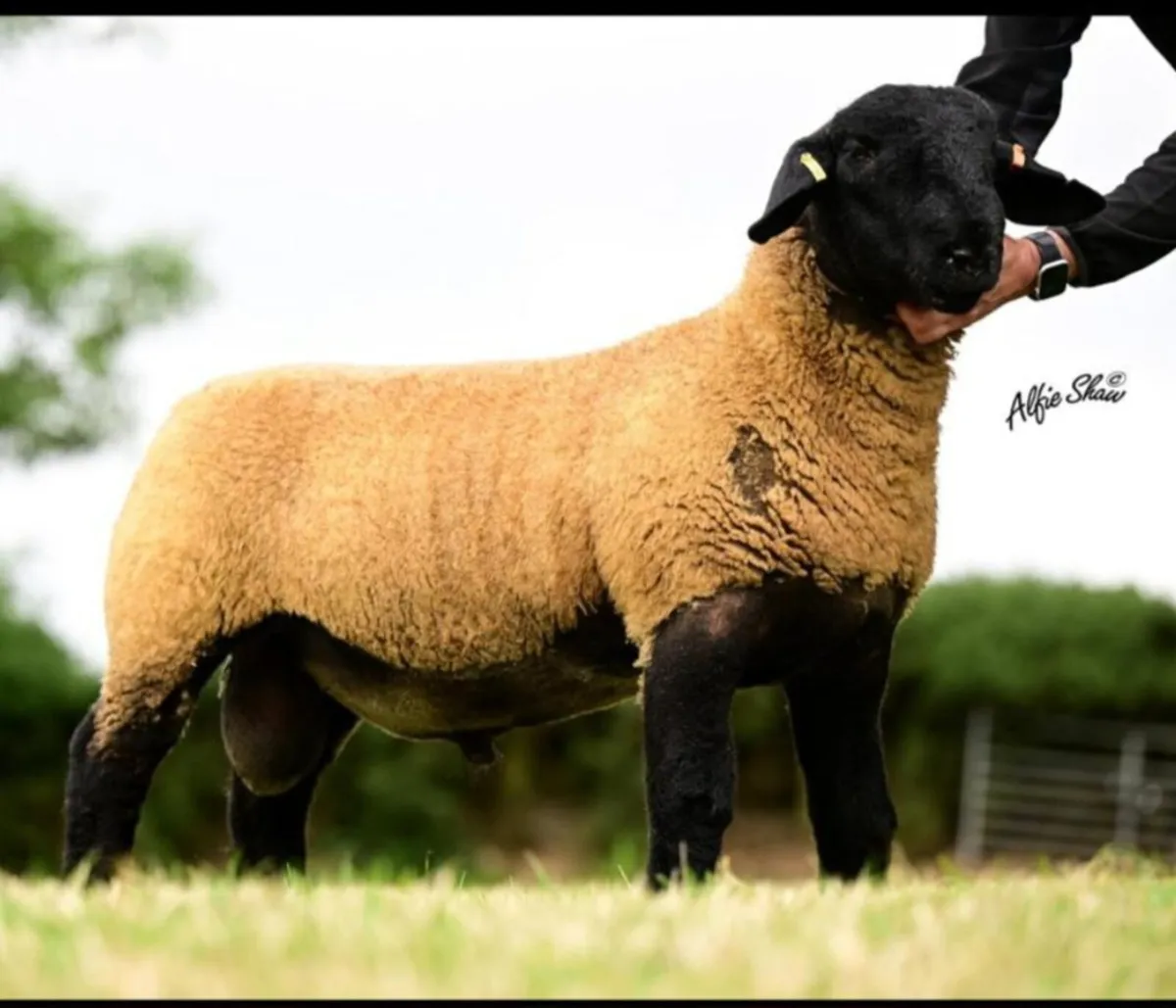 Multi Breed Ram Sale - Image 2