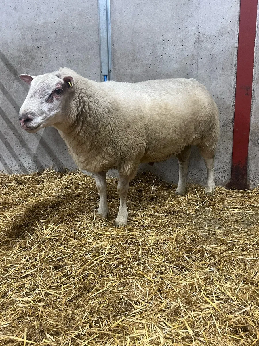 Charollais Ram - Image 1