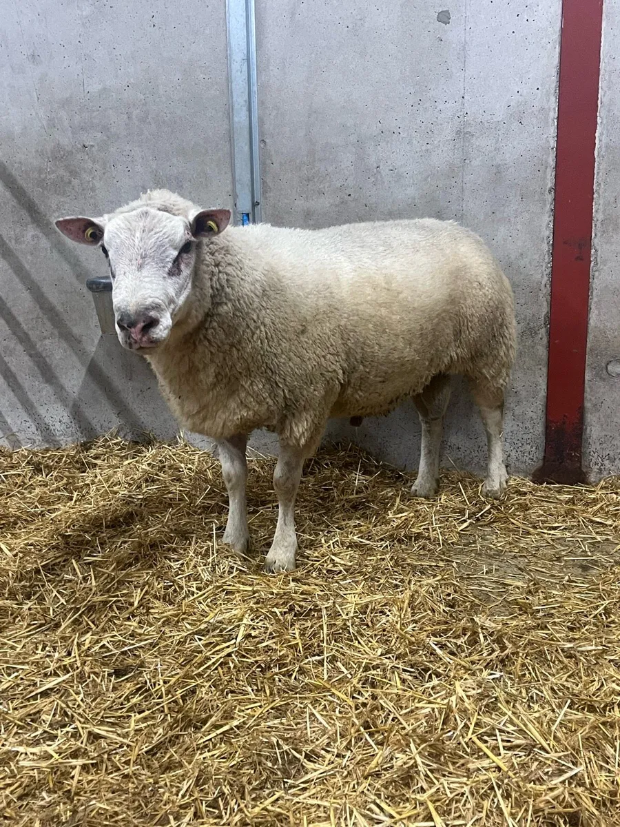 Charollais Ram - Image 2