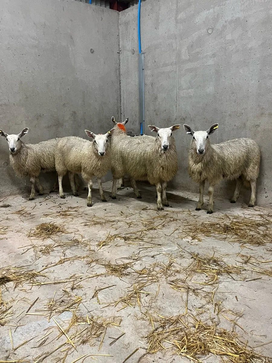 5 Cheviot Mule Ewe Lambs