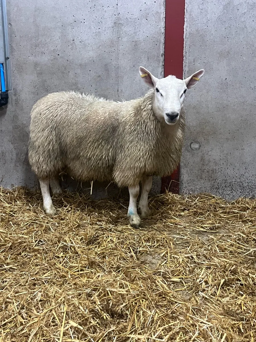 North Country Cheviot Ram Lamb - Image 1