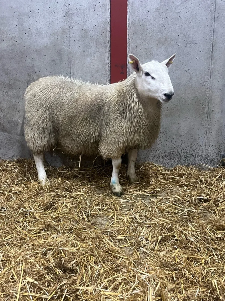 North Country Cheviot Ram Lamb - Image 2