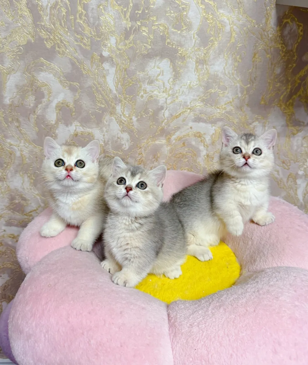 British Shorthair (Munchkins) kittens TICA regd - Image 1