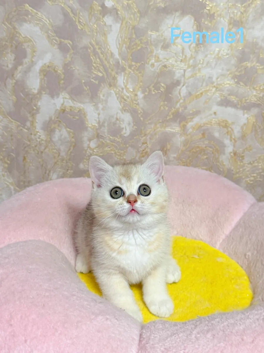 British Shorthair (Munchkins) kittens TICA regd - Image 2