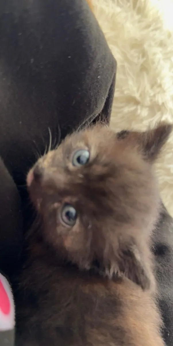kitten for sale - Image 1
