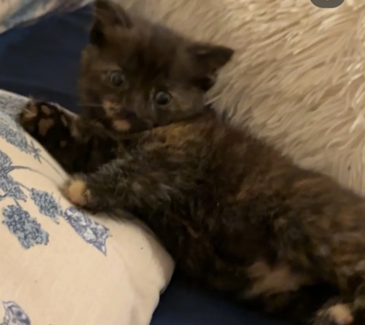 kitten for sale - Image 2