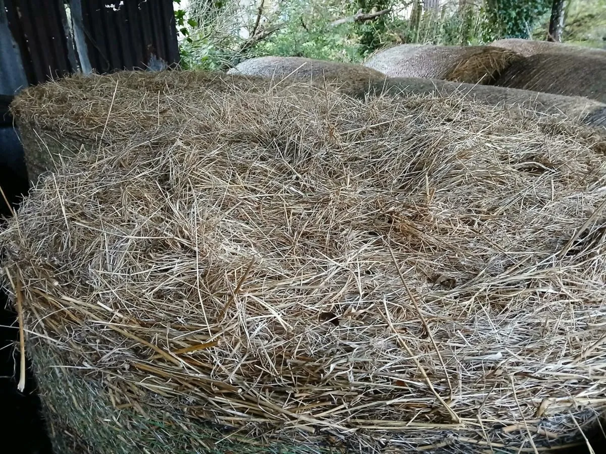 Round bales of hay - Image 1