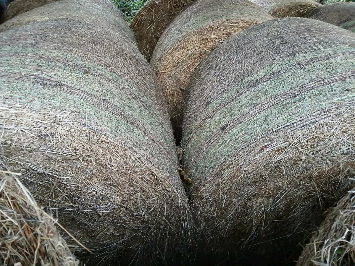Round bales of hay - Image 2