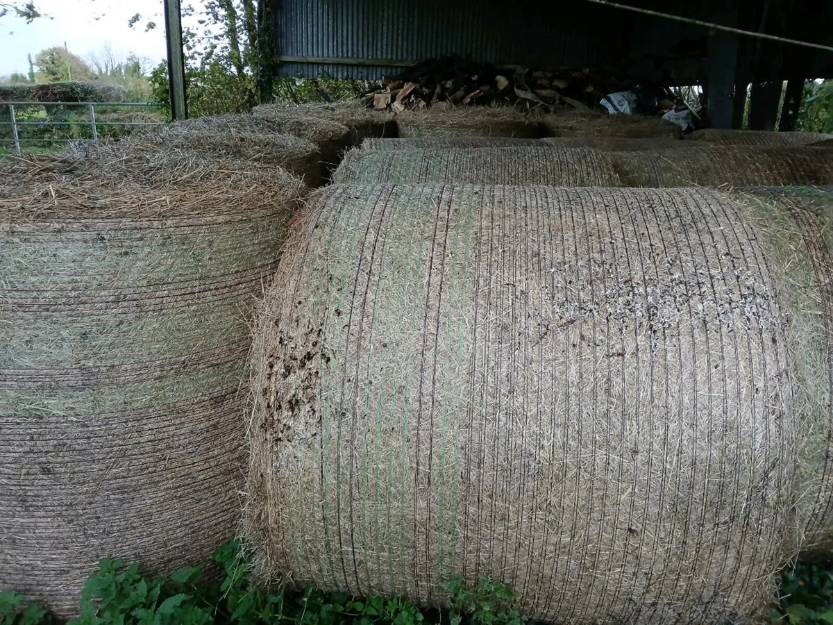 Round bales of hay - Image 3