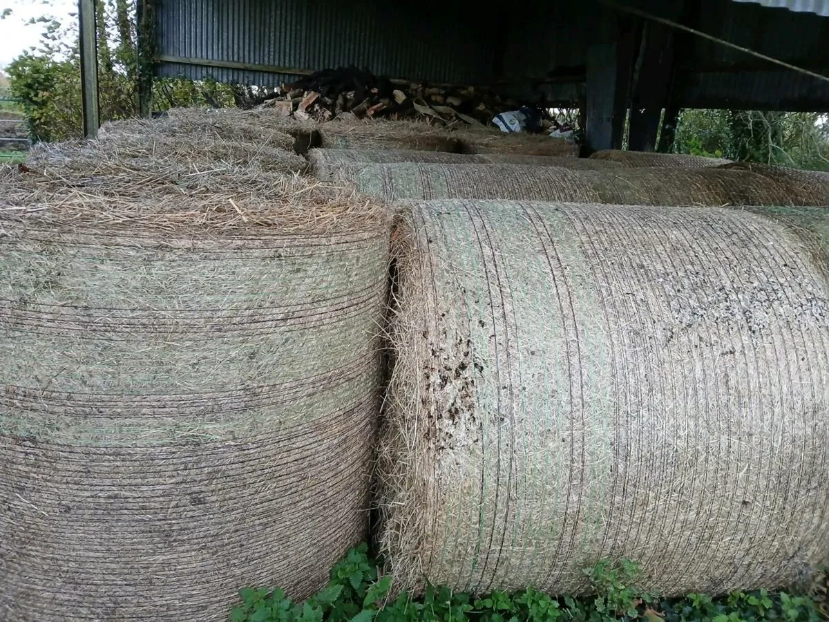 Round bales of hay - Image 4