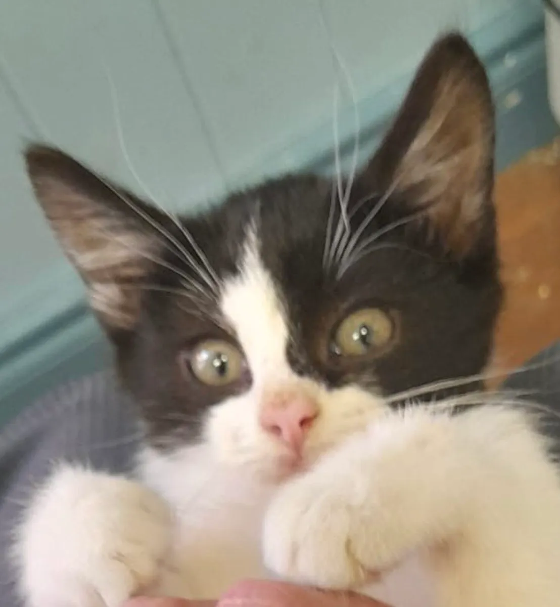 Catstrust adoption and protection. Rescued . - Image 1
