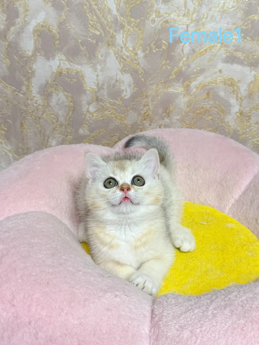 British Shorthair (Munchkins) kittens TICA regd - Image 3