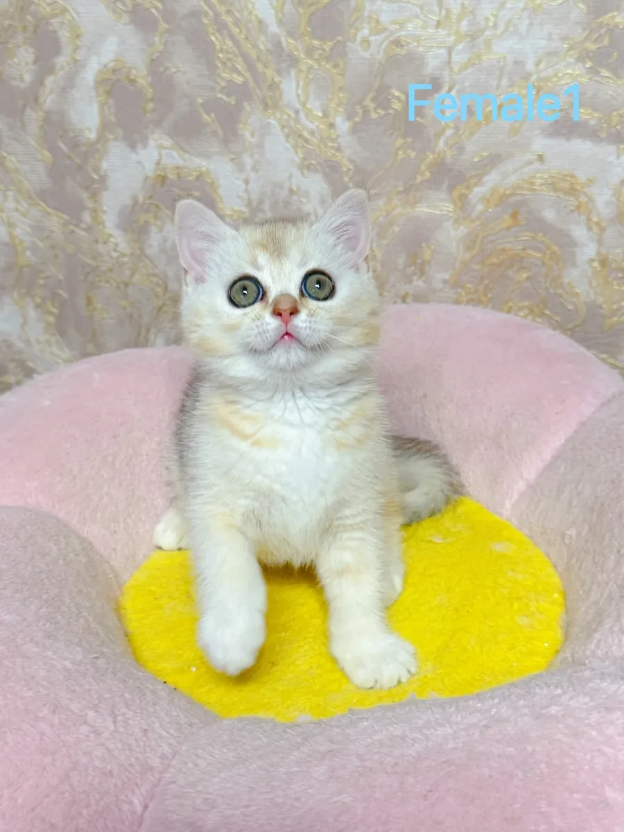 British Shorthair (Munchkins) kittens TICA regd - Image 4