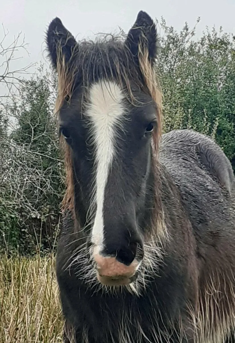 Dapple Grey Stallion - Image 3