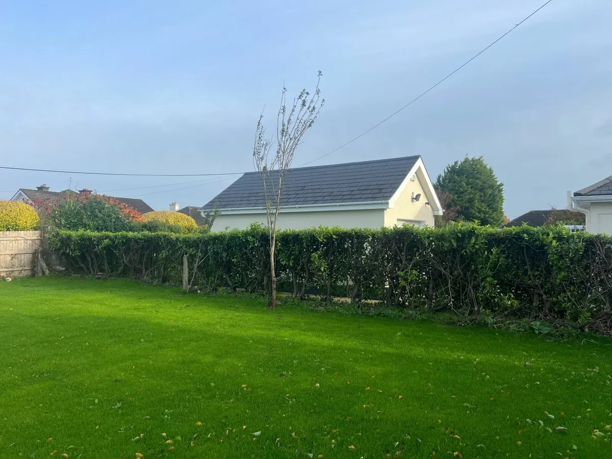 Mature Laurel hedge 6ft. FREE IF REMOVED - Image 2