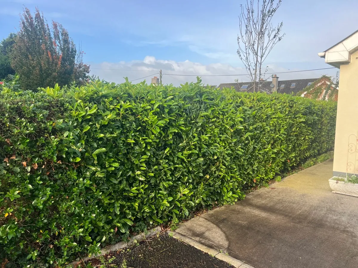 Mature Laurel hedge 6ft. FREE IF REMOVED - Image 3