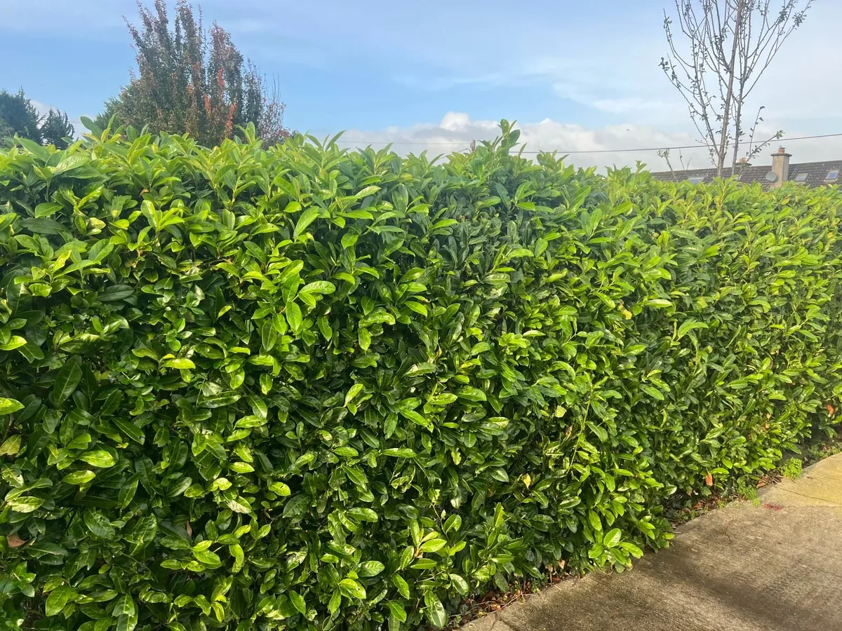 Mature Laurel hedge 6ft. FREE IF REMOVED - Image 1